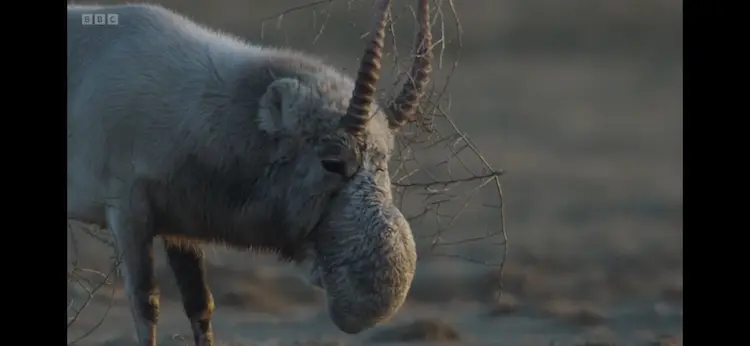 Animal screengrab from Planet Earth III - Deserts and Grasslands